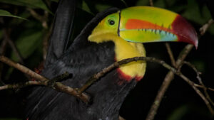 Monteverde Costa Rica Travel Guide for First-Time Visitors