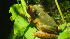 Best Time to Visit Monteverde